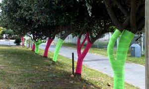 Borskankermaand Pretloop